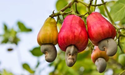 Nigeria to expand Cashew Nut export by 2020