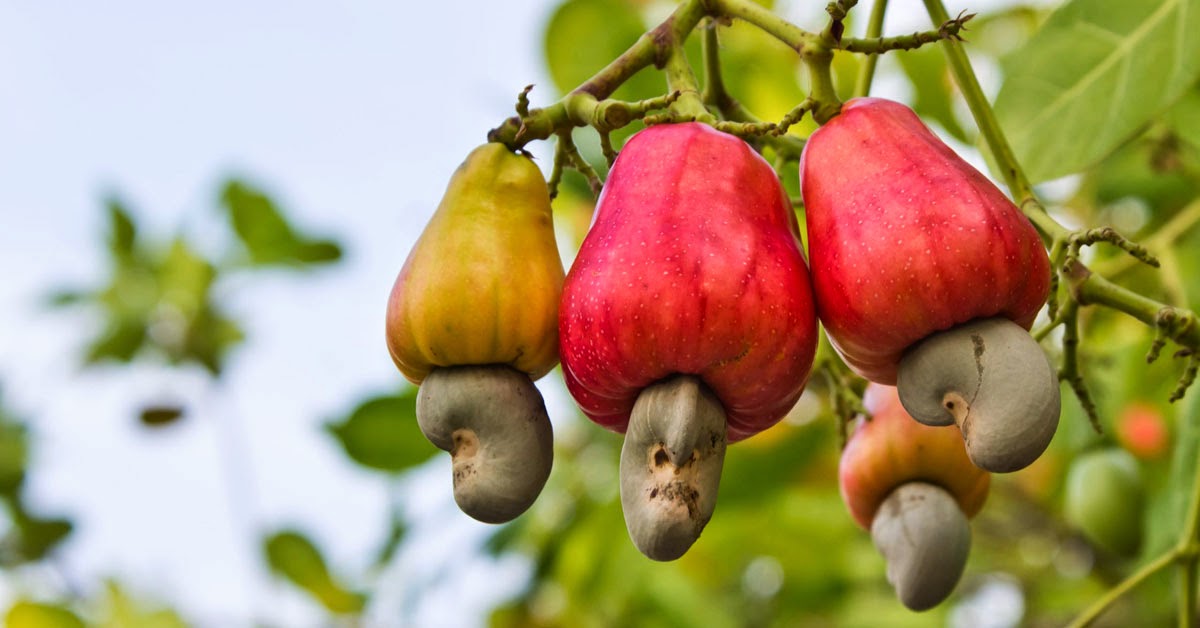 Nigeria to expand Cashew Nut export by 2020