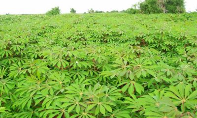 Cassava Farm in Nigeria