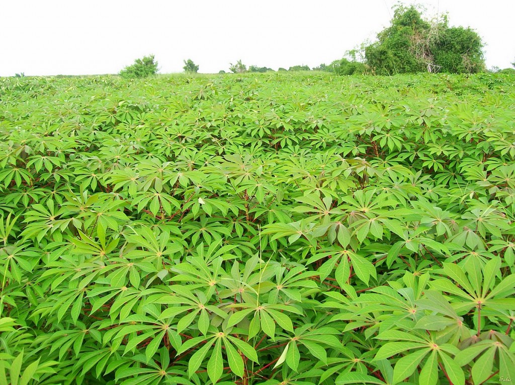 Cassava Farm in Nigeria