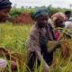 Rice firm in Nigeria to create 7000 jobs in 2016