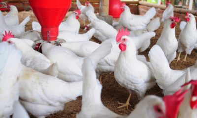 poultry-farmers