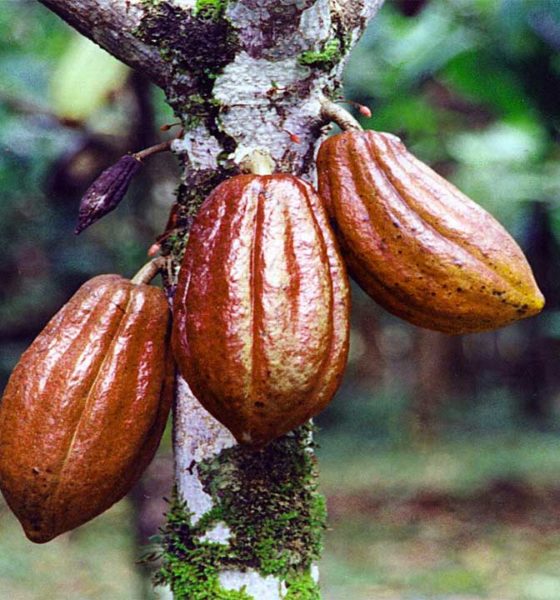 cocoa-tree