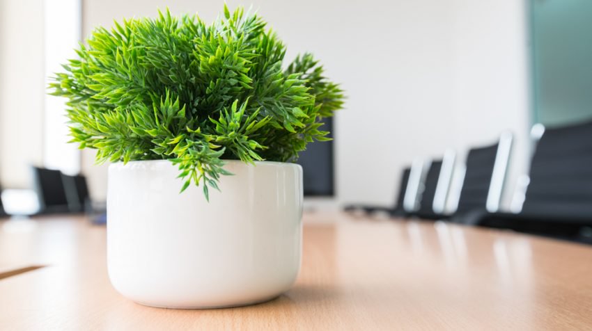How To Keep Office Plants Healthy