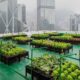 Urban farming - Investors King