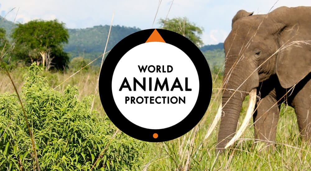 World Animal Protection Launches a 10-year Strategy to End Animal Cruelty |  Investors King