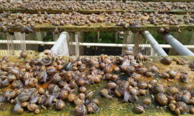Snail Farming